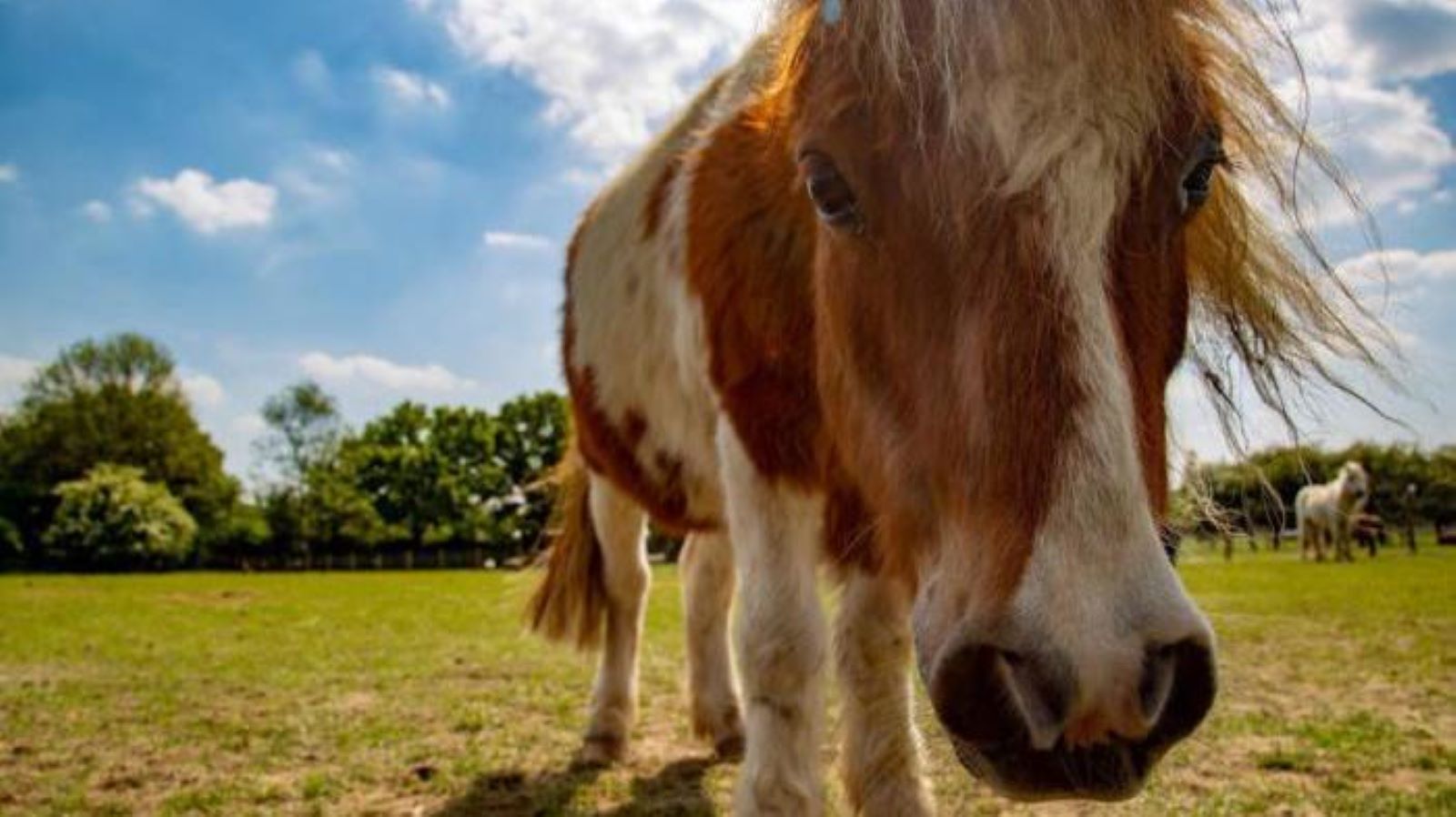 Hopefield Animal Sanctuary